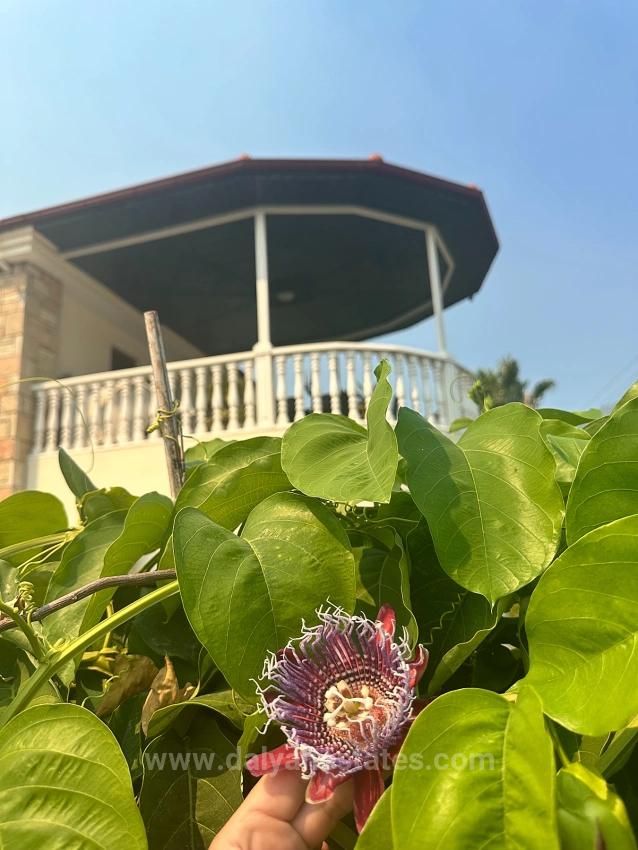 Ein Verstecktes Juwel Im Maraş-Viertel Von Dalyan
