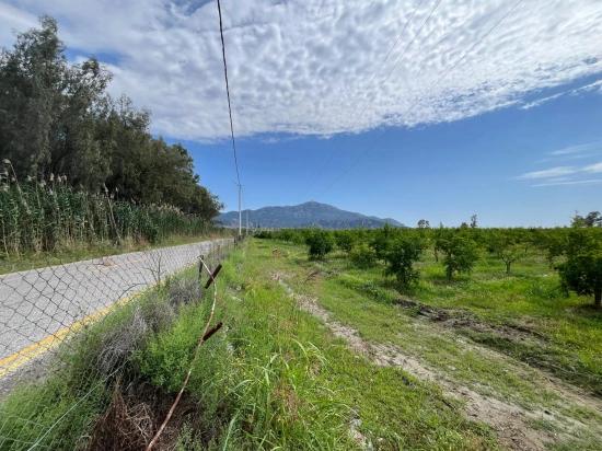 Granatapfelgarten Zum Verkauf An Der Straße Dalyan – İztuzu