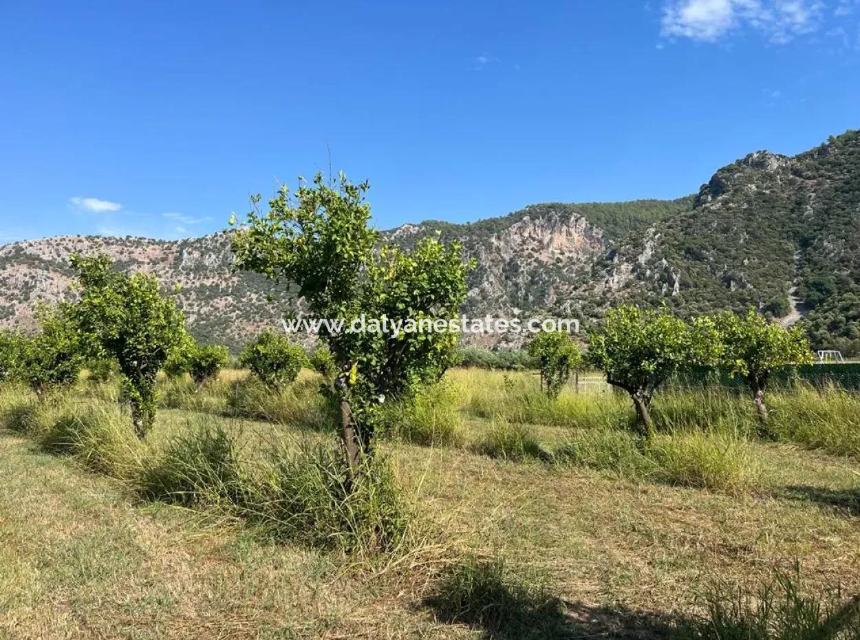 Feld Zum Verkauf In Dalyan