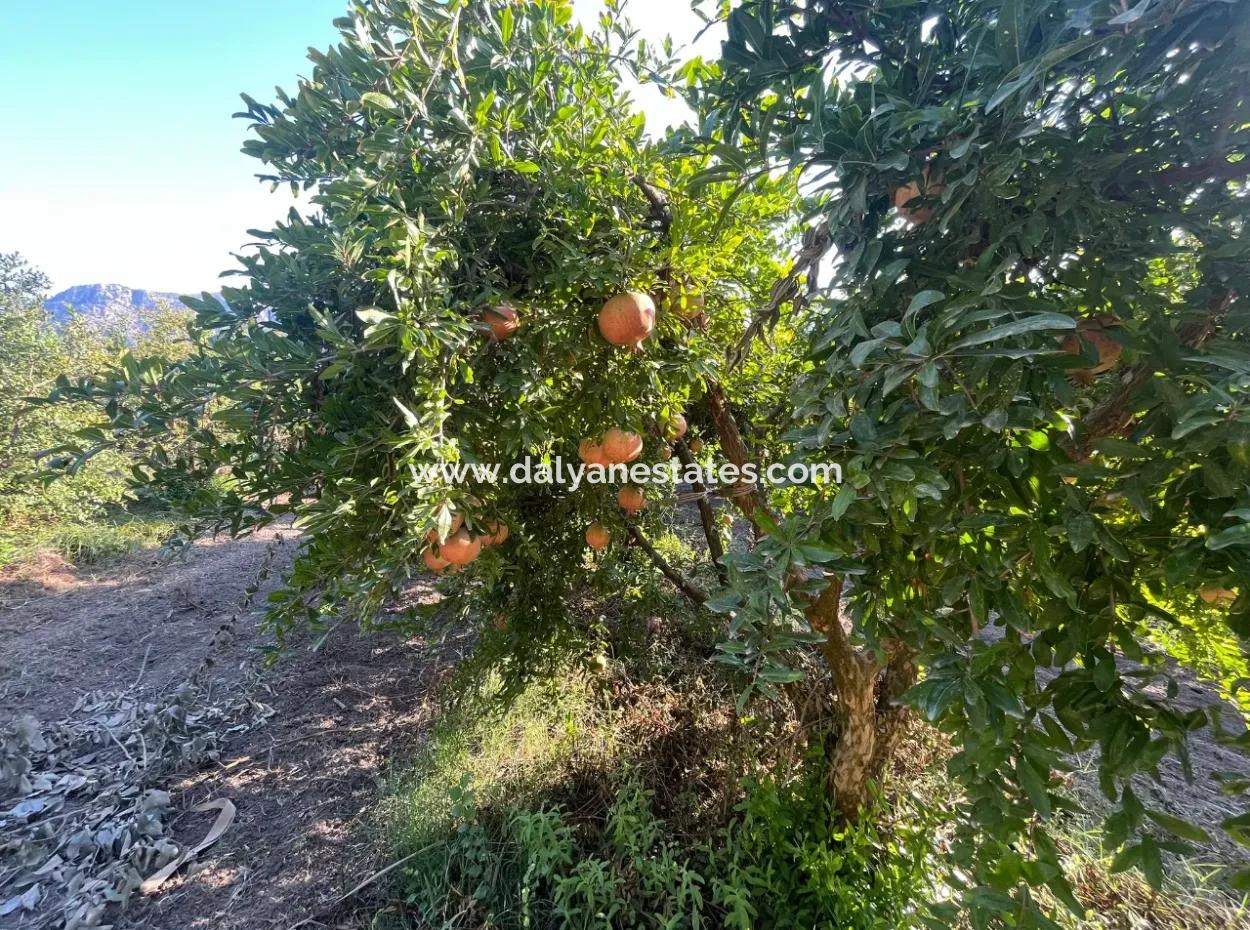 Granatapfelgarten Zum Verkauf In Dalyan