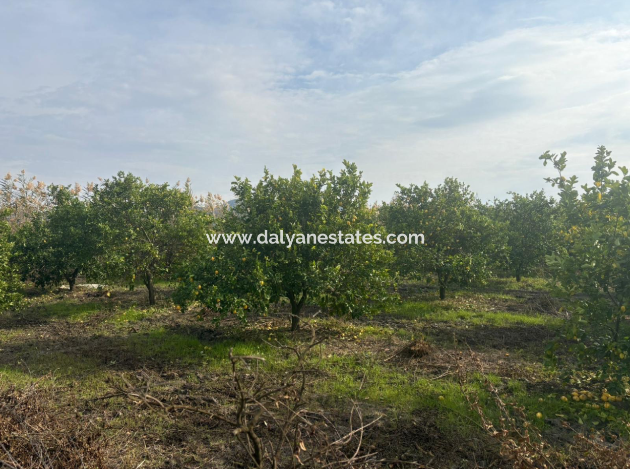 Field Land For Sale In Tepearası