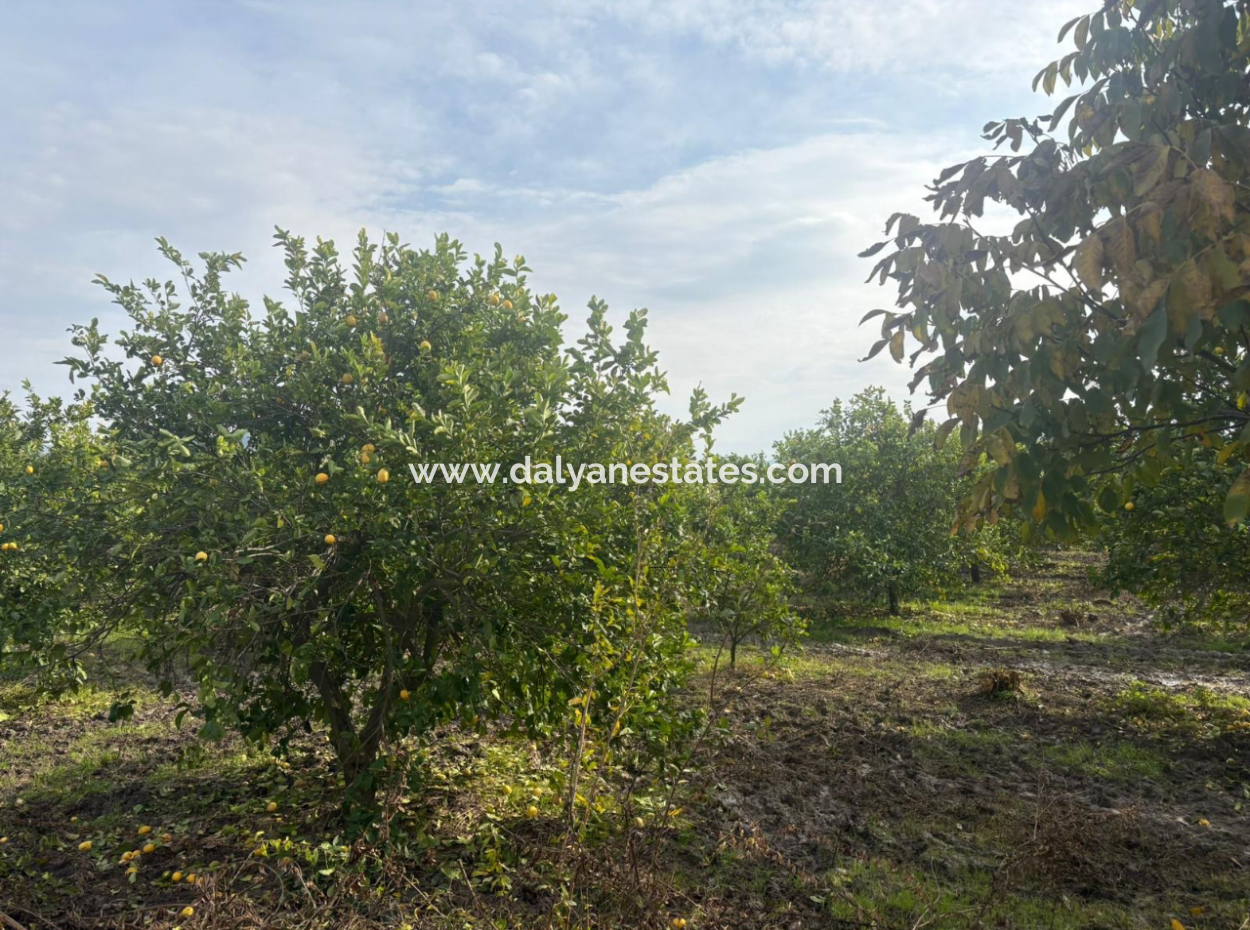 Field Land For Sale In Tepearası