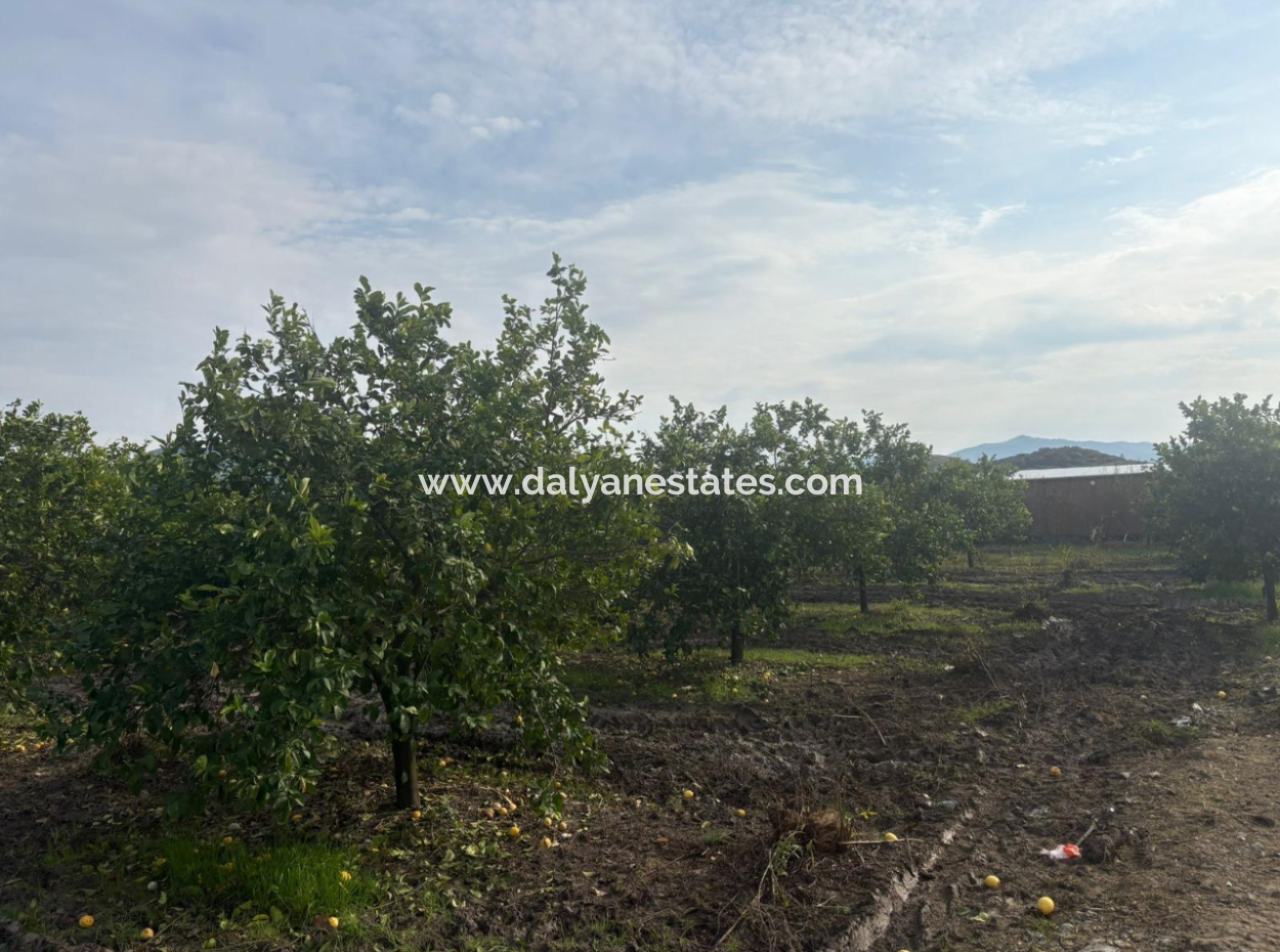 Field Land For Sale In Tepearası