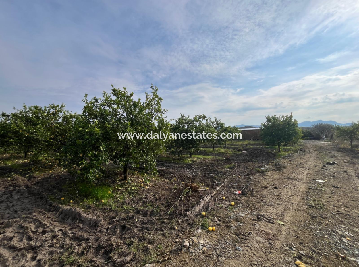 Field Land For Sale In Tepearası