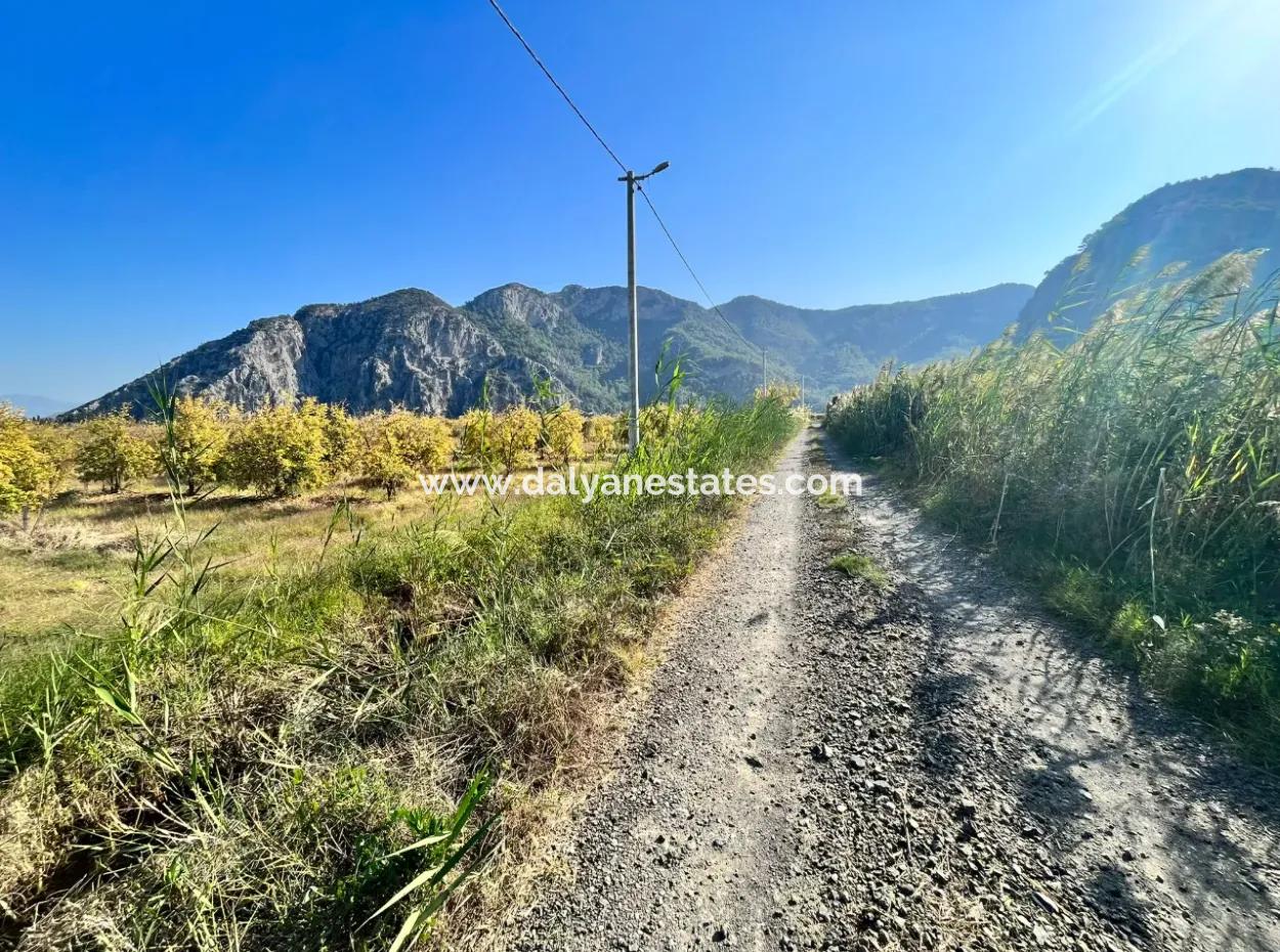 Granatapfelgarten Zu Verkaufen In Dalyan