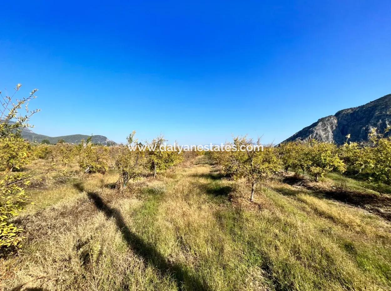 Granatapfelgarten Zu Verkaufen In Dalyan