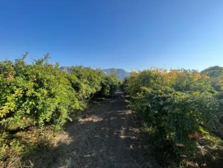 Granatapfelgarten Zum Verkauf In Dalyan