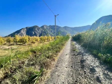 Granatapfelgarten Zu Verkaufen In Dalyan