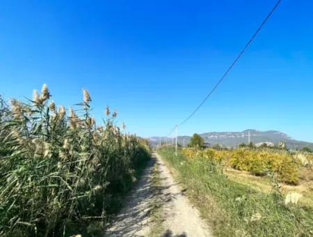 Granatapfelgarten Zu Verkaufen In Dalyan