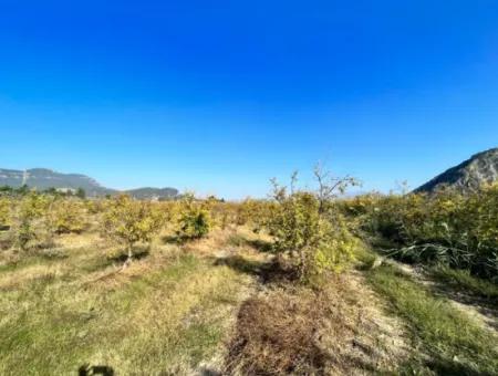 Granatapfelgarten Zu Verkaufen In Dalyan