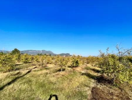 Granatapfelgarten Zu Verkaufen In Dalyan