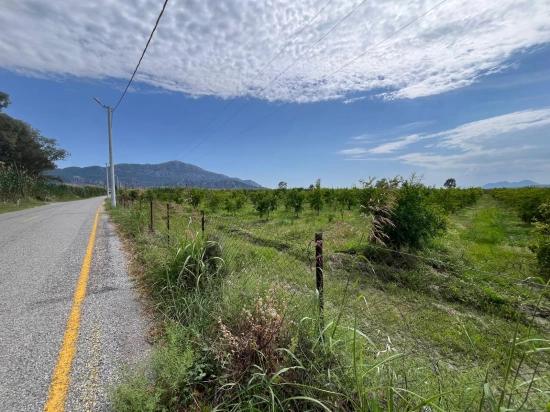 Granatapfelgarten Zum Verkauf An Der Straße Dalyan – İztuzu