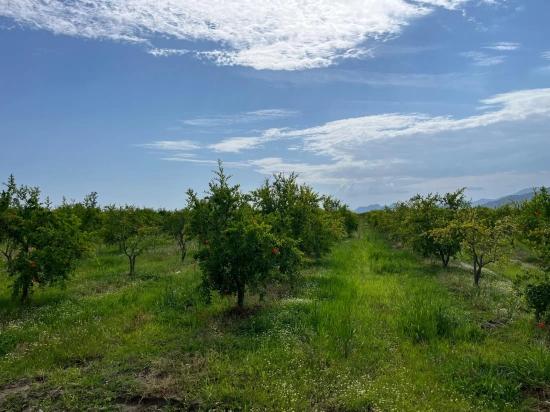 Granatapfelgarten Zum Verkauf An Der Straße Dalyan – İztuzu