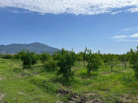 Pomegranate Garden For Sale On The Dalyan – İztuzu Road