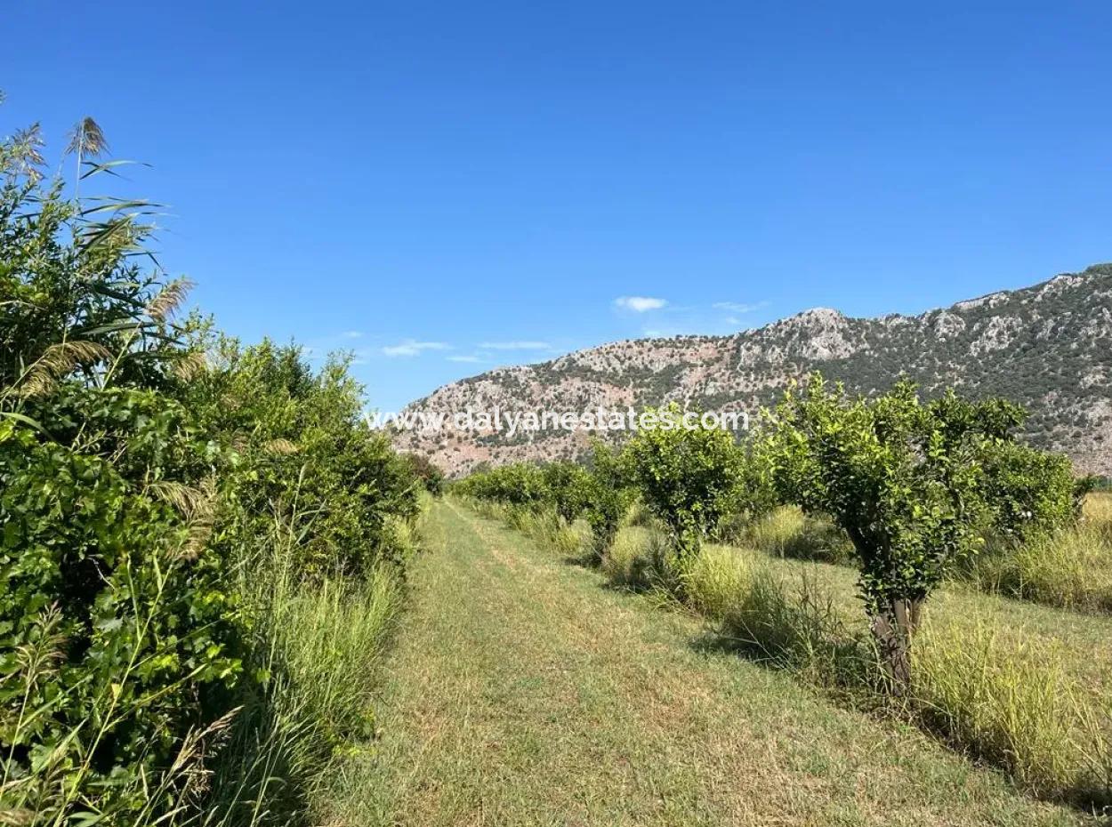 Field For Sale In Dalyan