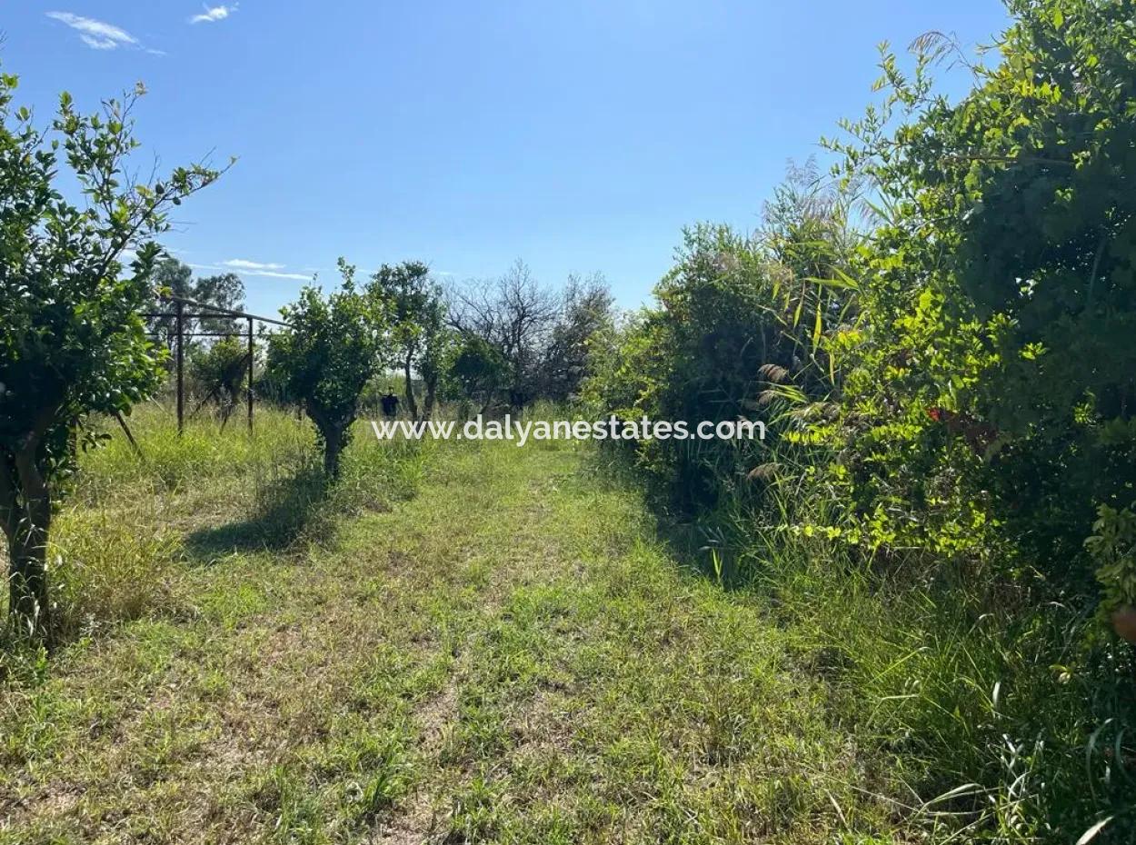 Field For Sale In Dalyan