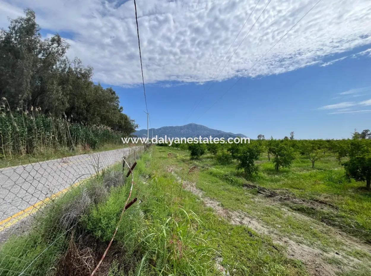 Farmland On İztuzu Road