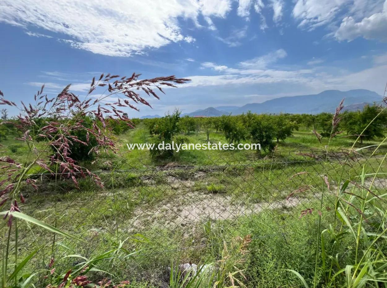 Farmland On İztuzu Road