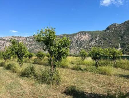 Field For Sale In Dalyan