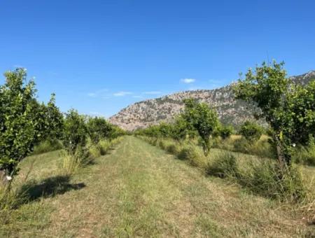 Field For Sale In Dalyan