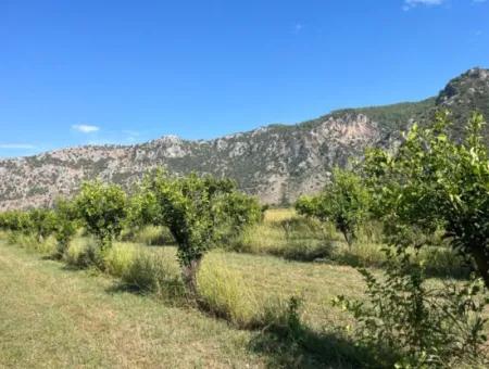 Field For Sale In Dalyan