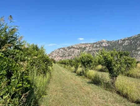 Field For Sale In Dalyan