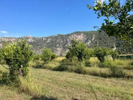 Field For Sale In Dalyan