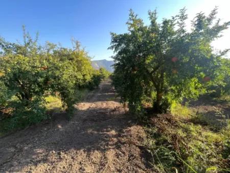 Pomegranate Garden For Sale In Dalyan