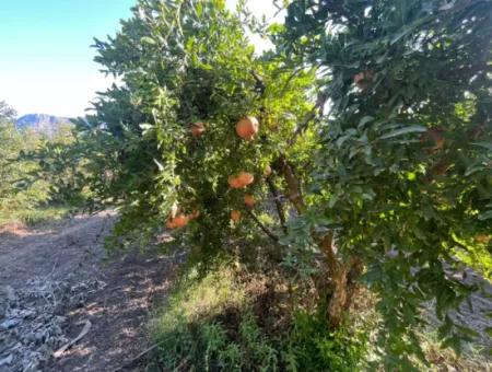 Pomegranate Garden For Sale In Dalyan
