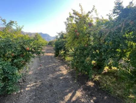 Pomegranate Garden For Sale In Dalyan