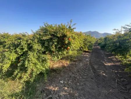 Pomegranate Garden For Sale In Dalyan