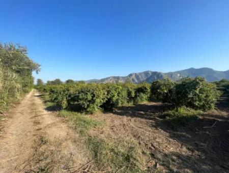 Pomegranate Garden For Sale In Dalyan