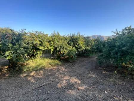 Pomegranate Garden For Sale In Dalyan