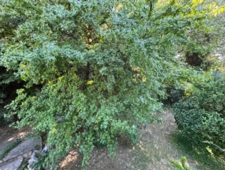Villa For Sale İn Dalyan