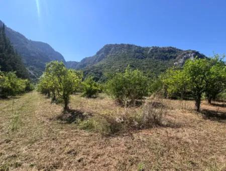 Triplex Villa Surrounded By Nature