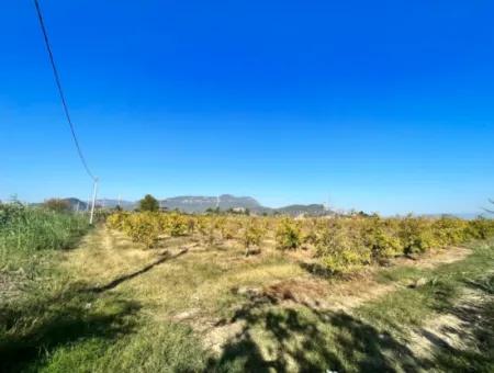 Pomegranate Garden For Sale In Dalyan