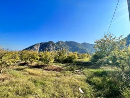 Pomegranate Garden For Sale In Dalyan