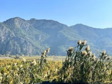 Pomegranate Garden For Sale In Dalyan