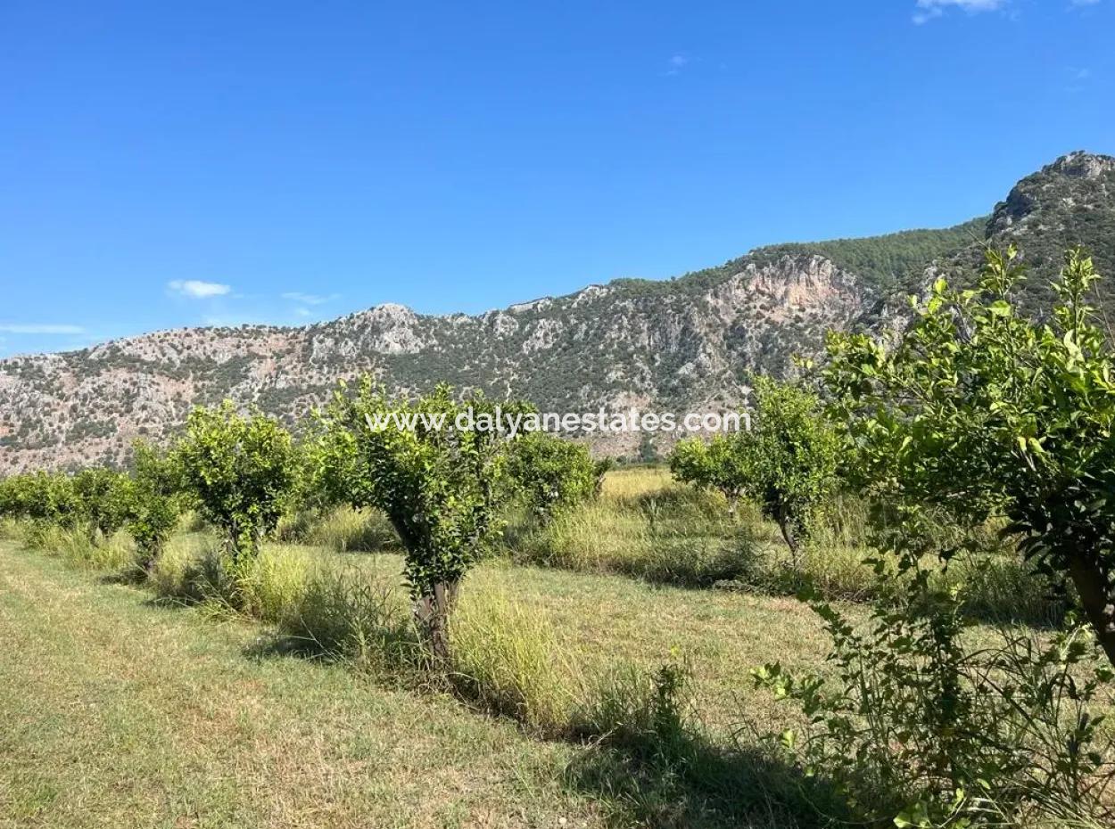 Dalyan Satılık Tarla