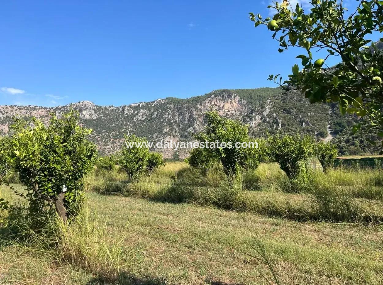 Dalyan Satılık Tarla