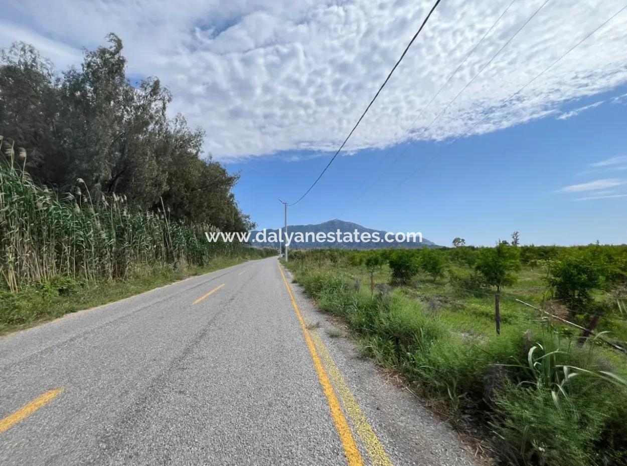 Dalyan İztuzu Yolunda Satılık Nar Bahçesi