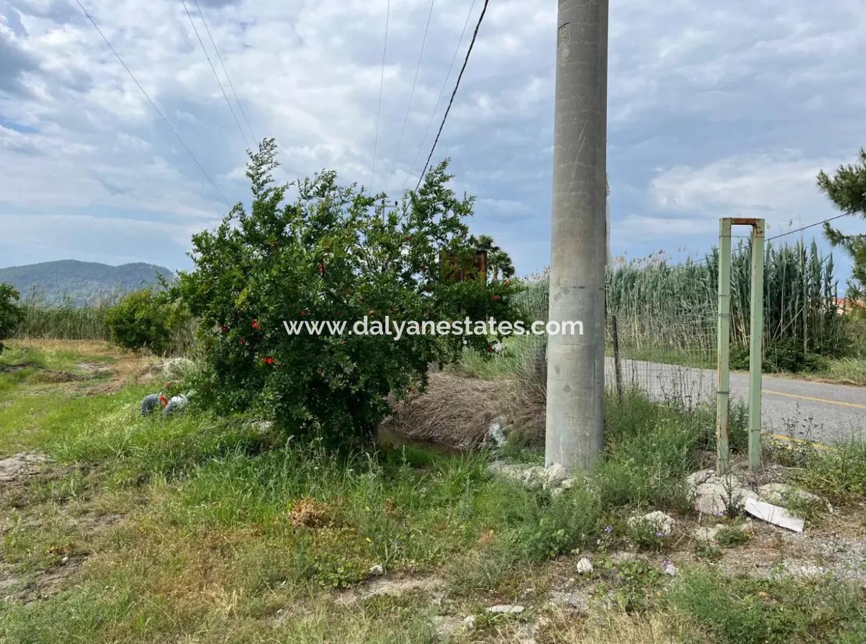 Dalyan İztuzu Yolunda Satılık Nar Bahçesi