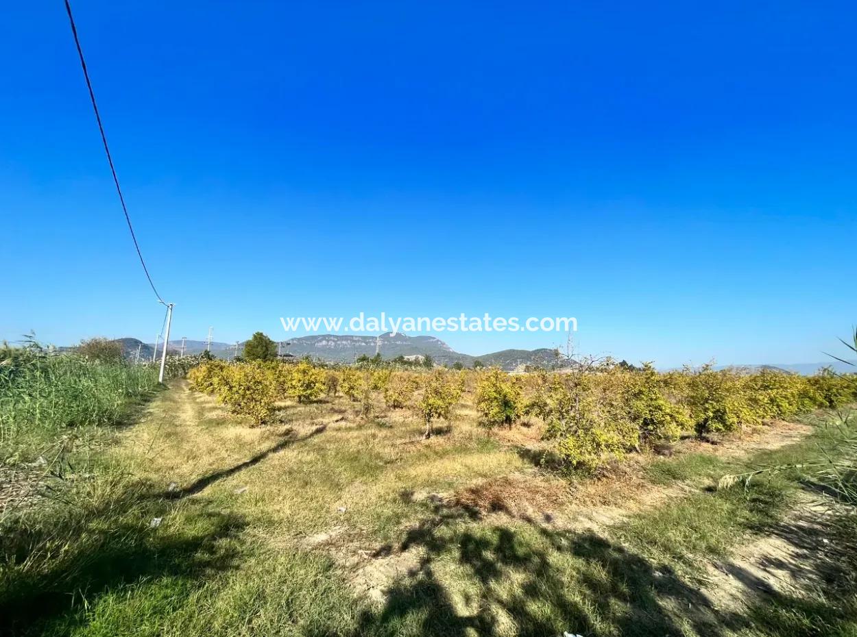 Dalyan Satılık  Nar Bahçesi