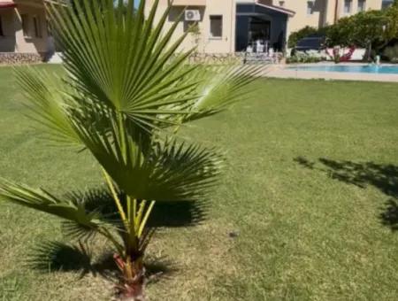 Dalyan Okçular Da Satılık Dubleks Villa