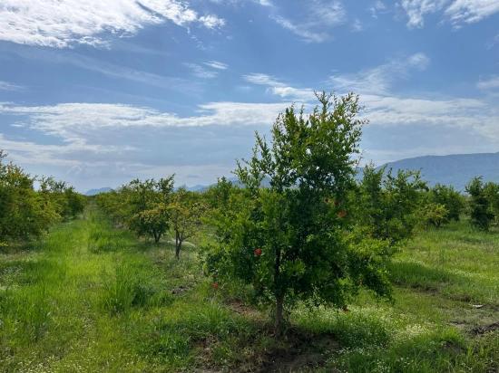 Dalyan – İztuzu Yolu Üzerinde Satılık Nar Bahçesi